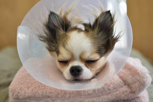 반려동물 진료비 지원1