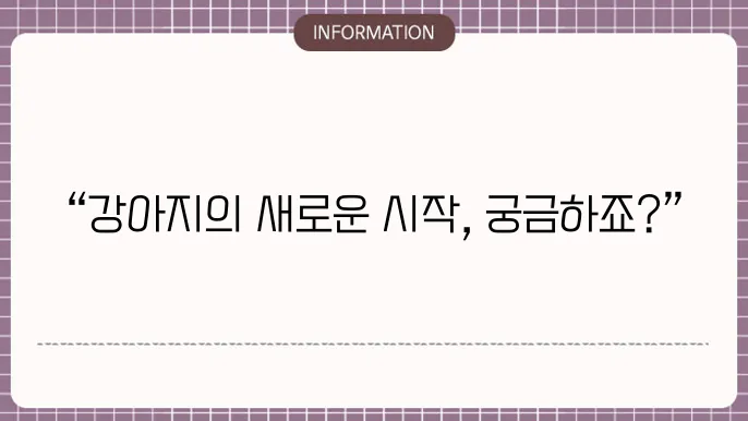 슬개골 수술 후 관리하는 모습