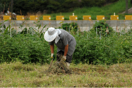 여름철 해충 방제