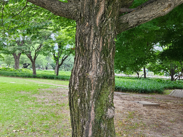 참빗살나무 수피