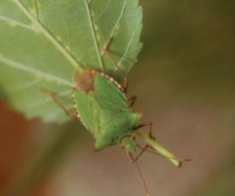 분홍다리노린재