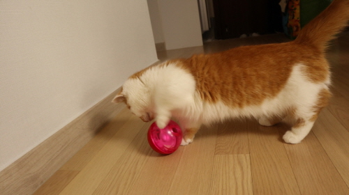 고양이장난감후기