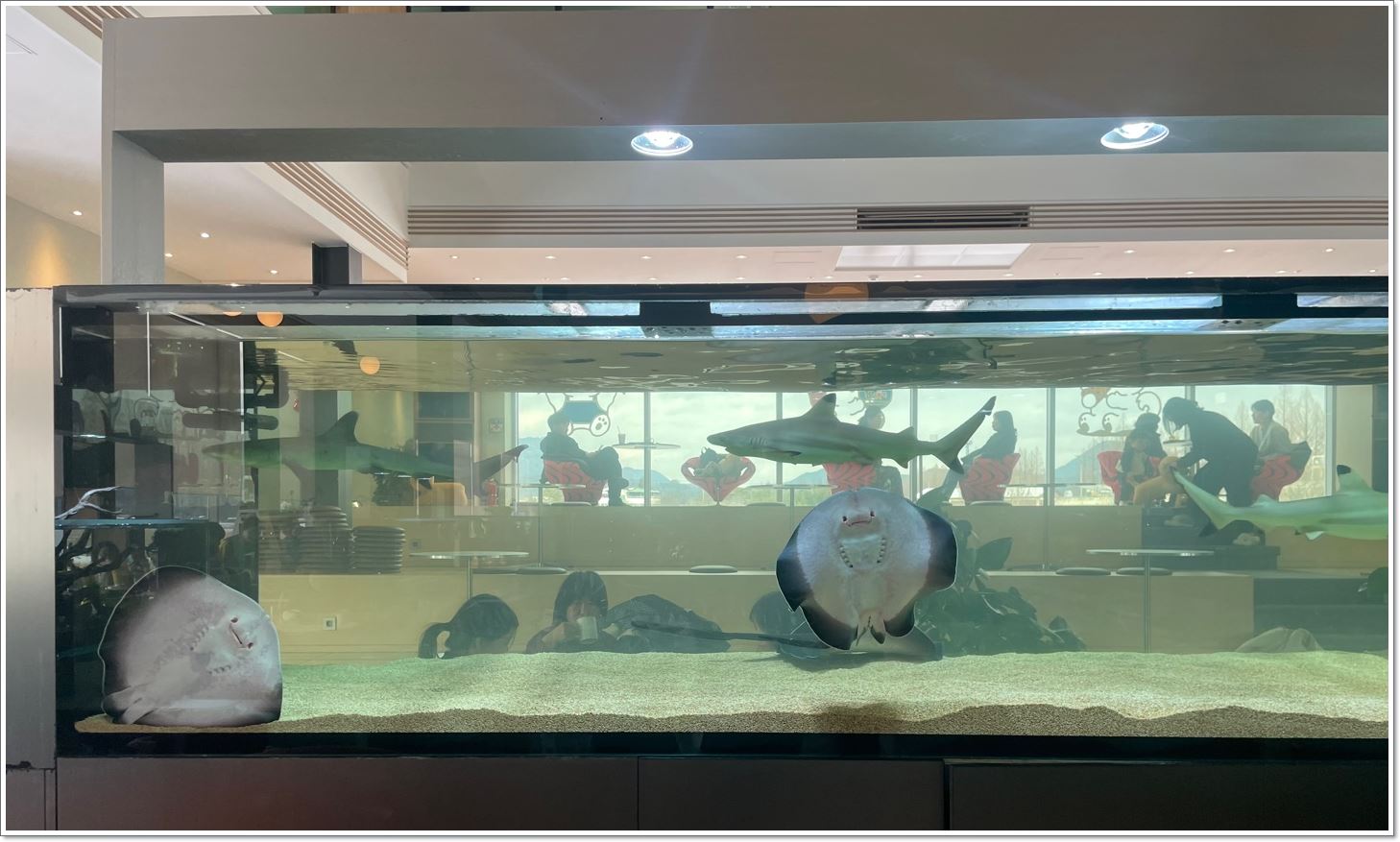 수족관-아기상어-가오리