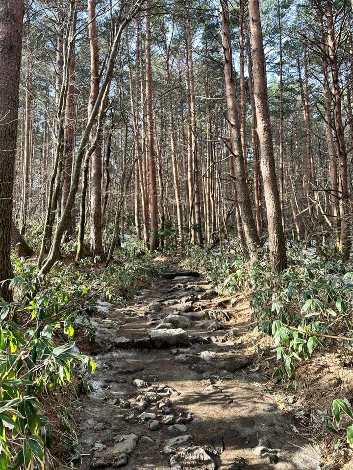 한라산 등산 코스 초입