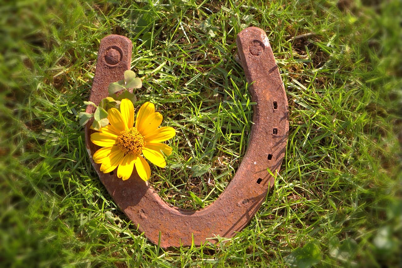 말(馬)과 관련된 흥미로운 속담과 미신 – 세계 각국의 문화 비교