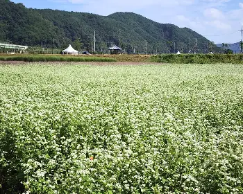 하동 북천 코스모스 메밀꽃 축제_15