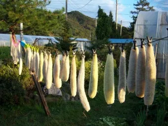 수세미 재배 덩굴 유인 통풍 관리 수확 건조_3