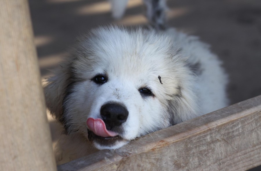 그레이트 피레니즈