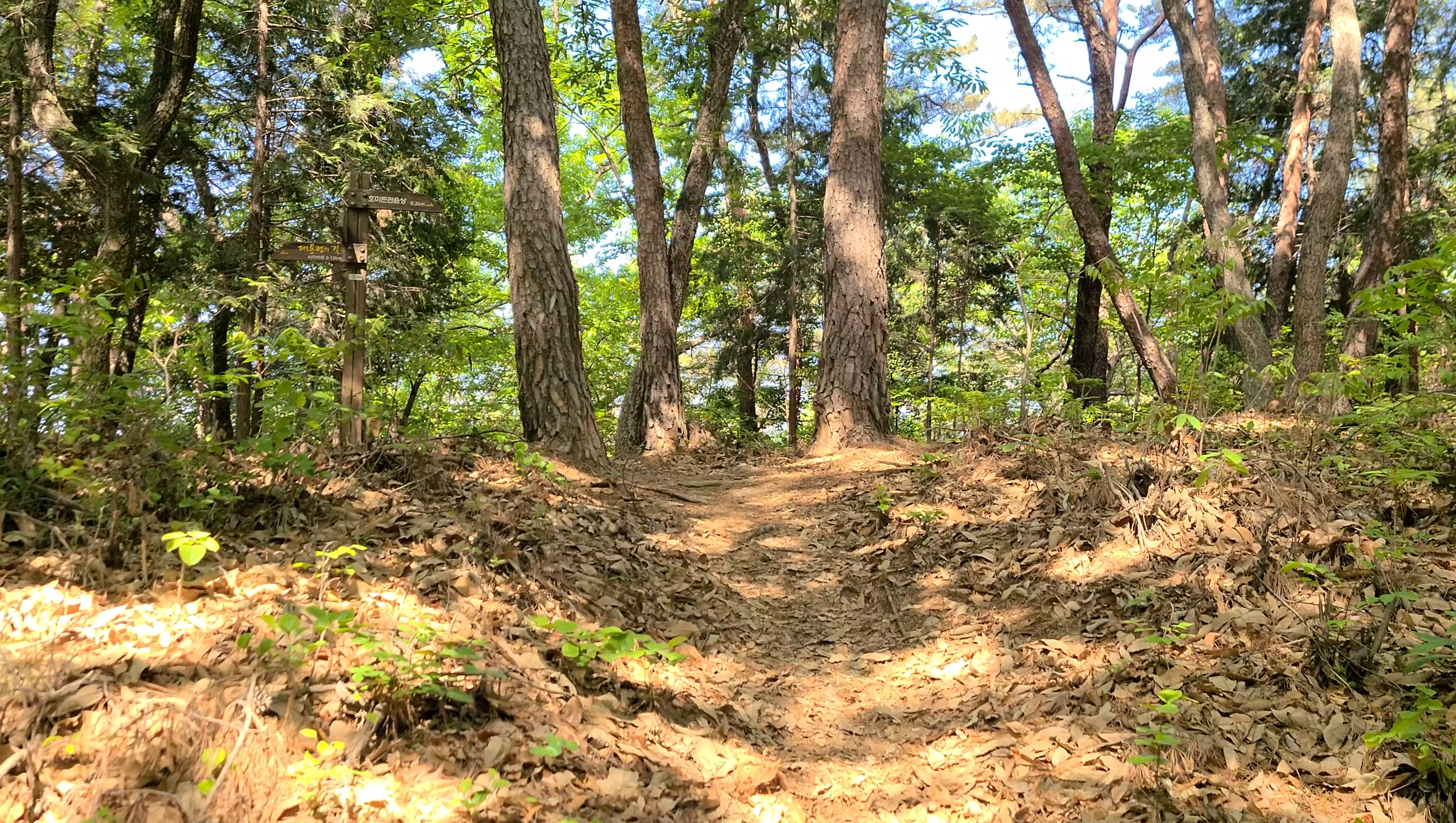 김해 봉하마을 봉화산