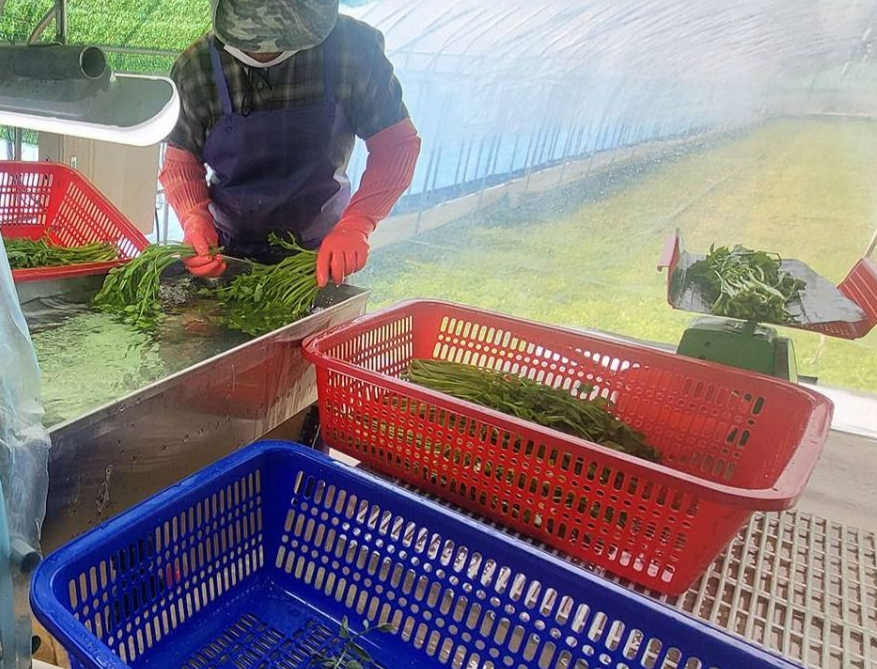 양산 미나리 축제