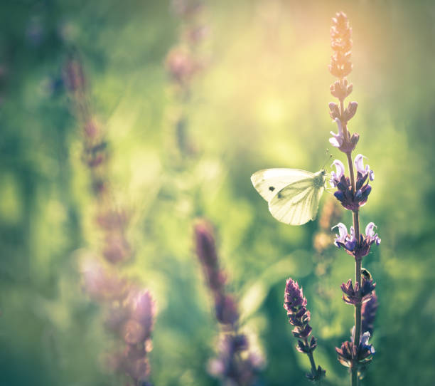 하얀 나비 꿈 해몽