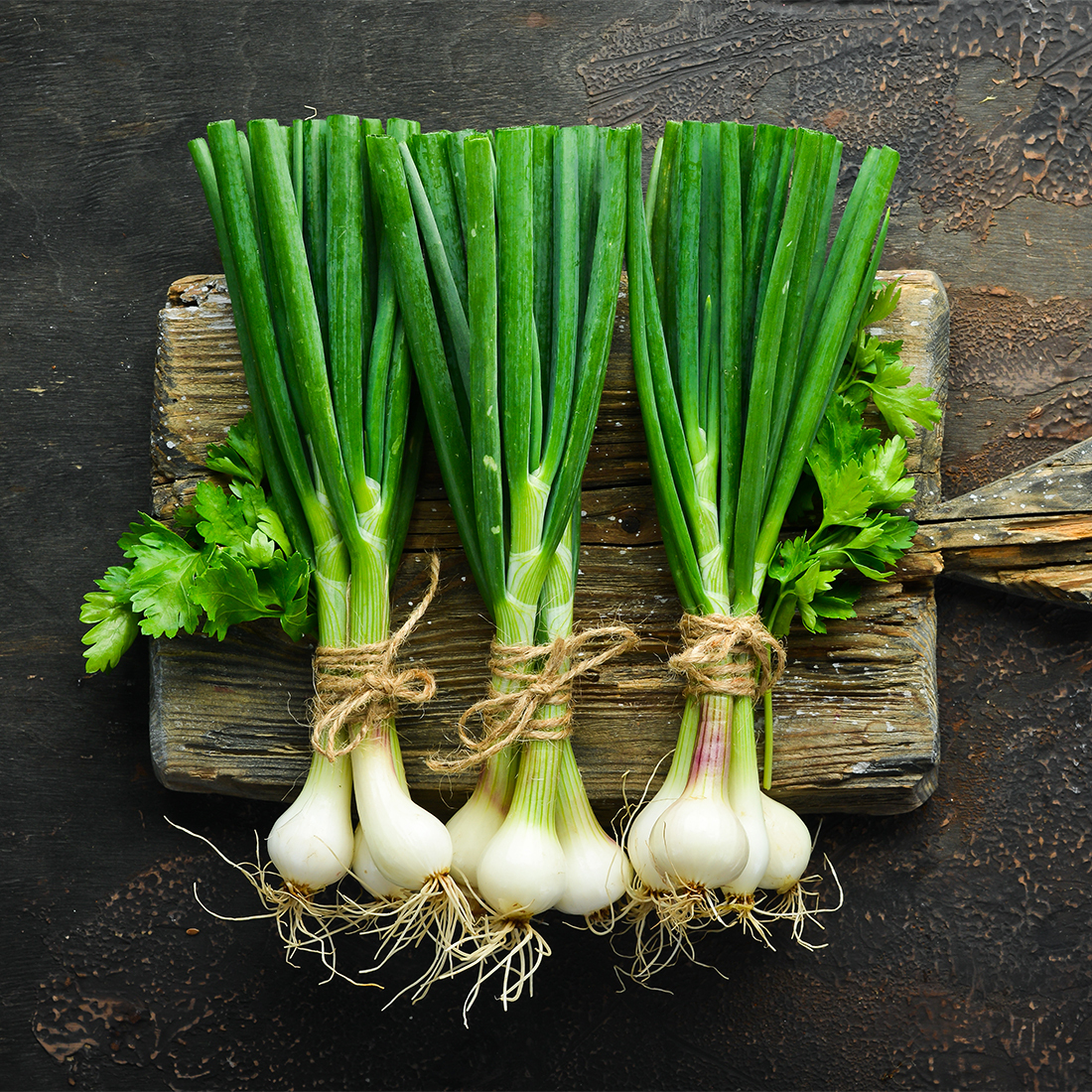 김장쪽파 심는시기