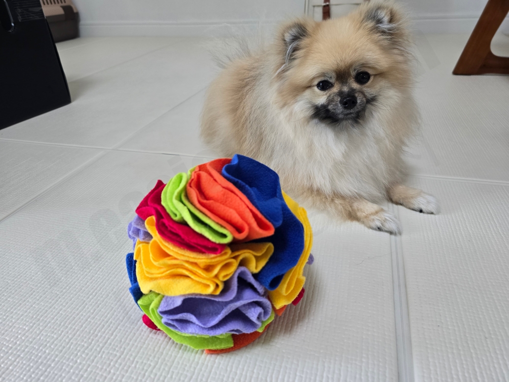 다이소 노즈워크 공을 바라보는 강아지