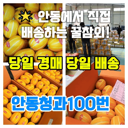 안동청과 100번