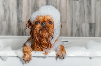 강아지샴푸추천 