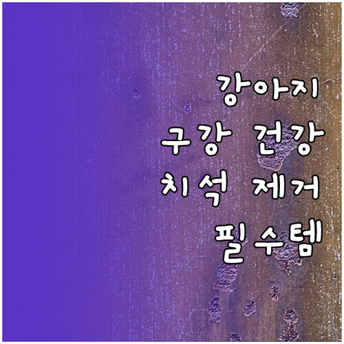 강아지 구강 건강 필수템: 치석 제거..