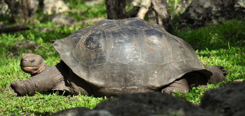 장수거북 장수의 과학적 원리과 등껍질과의 관계