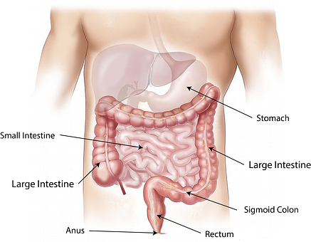 장티푸스 초기 증상 확인하고 대처하는 방법