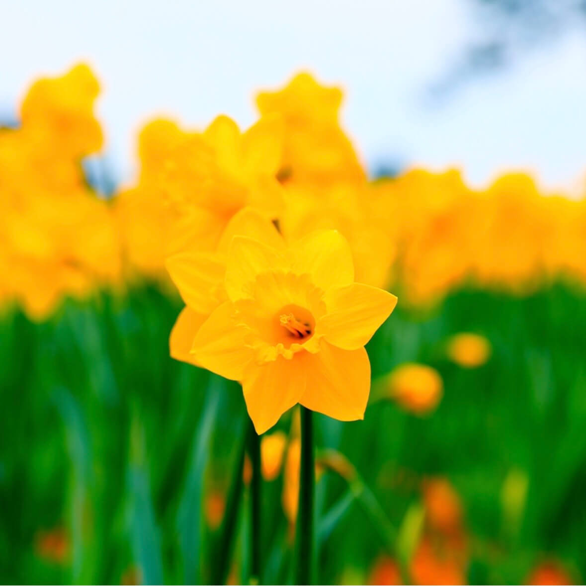 신안 선도 수선화 축제