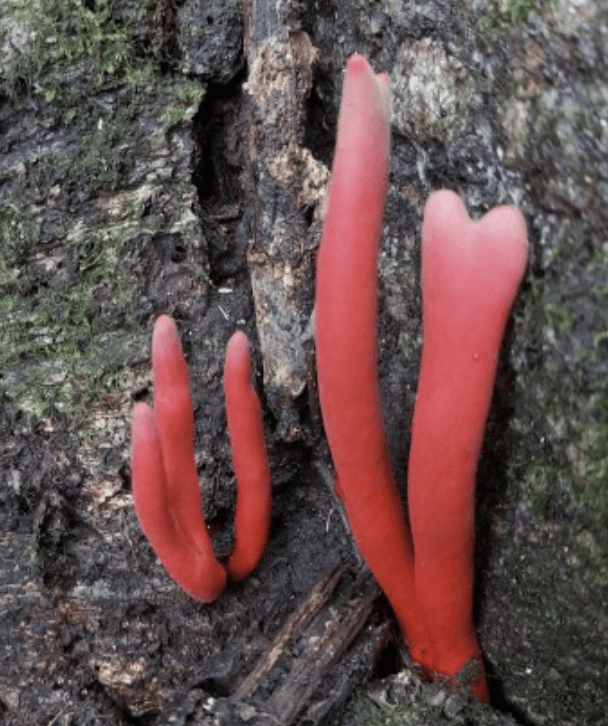 붉은사슴뿔버섯