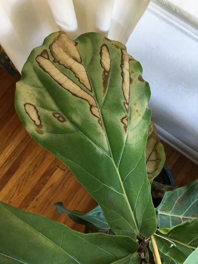 화분 뿌리썩음 예방 배수층강화 흙배합개선 물주기간격 체크리스트_6