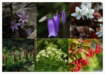 우리나라 특산식물 댕강나무와 댕강나무 꽃말 꽃댕강나무_2