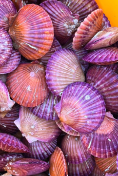 쪼이수산 홍가리비