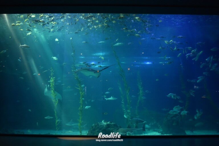 제주도 아크아플라넷