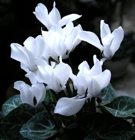 겨울 꽃 시클라멘