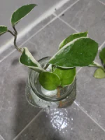 흙 제거 후 수경재배