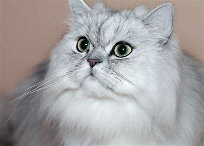 페르시아 고양이 관련 이미지