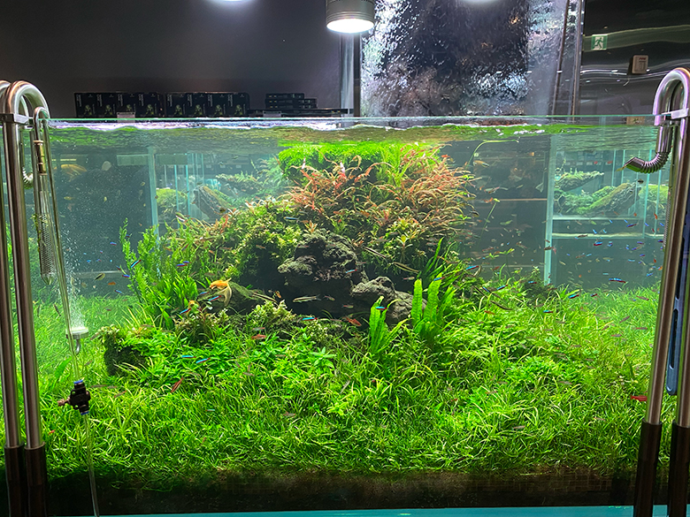 에어 디퓨저가 설치된 수족관