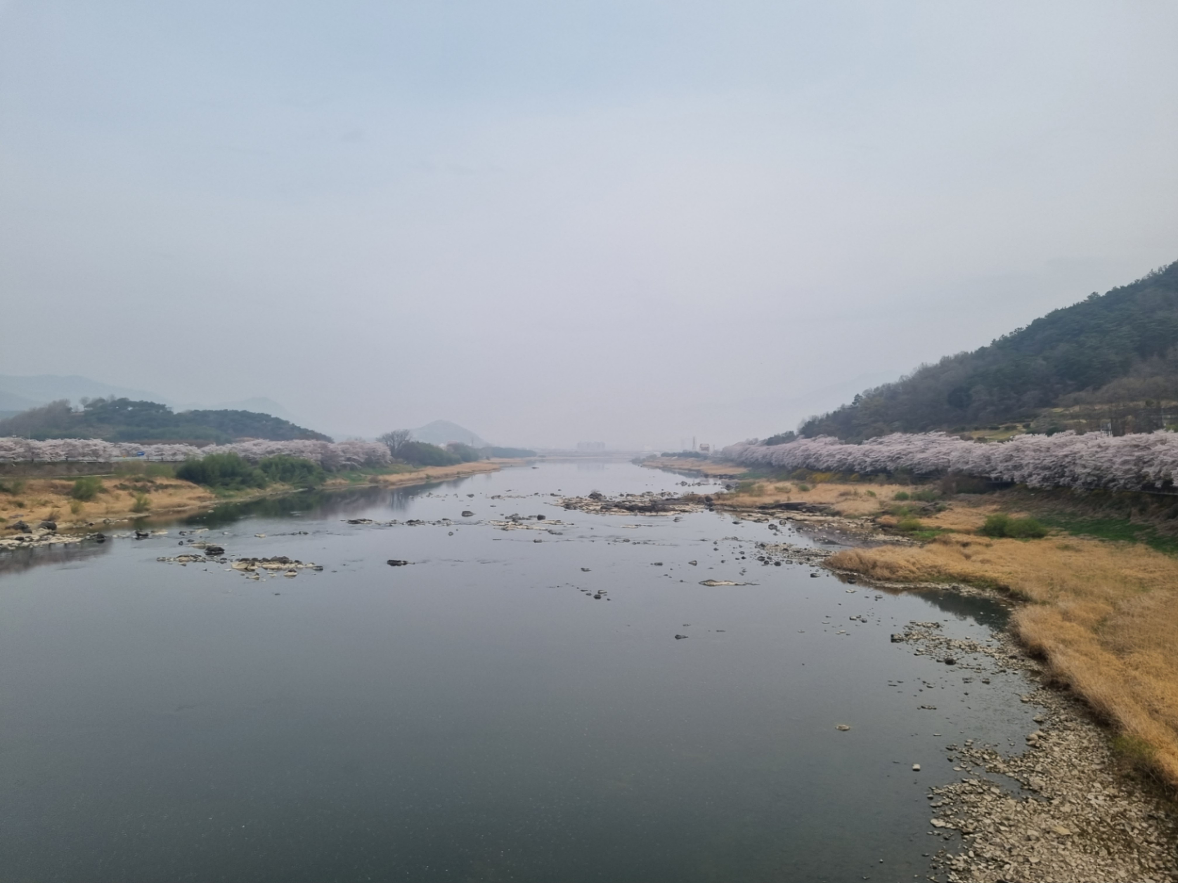 섬진강 벚꽃길 사진 ('26.3)