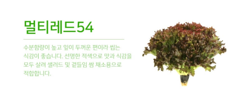 생방송투데이 환승직업 두 번째 인생 충주 쌈 채소 농장 웰팜이에이씨 쌈채소 스마트스토어 주문방법