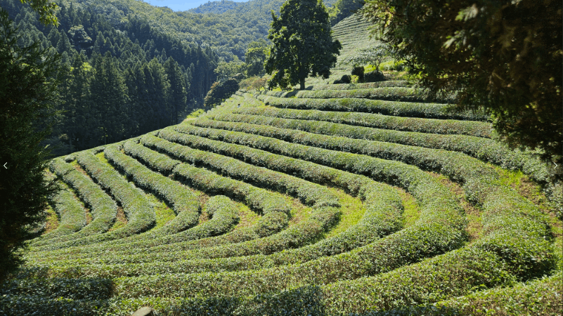 2024년 전라도 4월 봄 여행지 추천