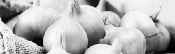 양파 수확시기: 남부지방