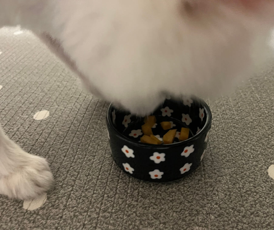 강아지_감