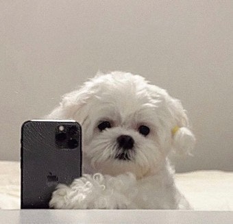 강아지 사료&amp;#44; 강아지 용품 전문가 비교!