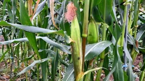 옥수수-재배법-씨앗-종자-파종시기-심는시기-모종심기-모종-심는시기-정식시기-수확시기-거름주기-밑거름-웃거름