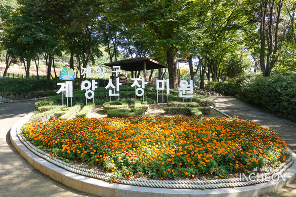 인천 계양산장미원 개화 시기부터 포토존까지 한눈에 정리!