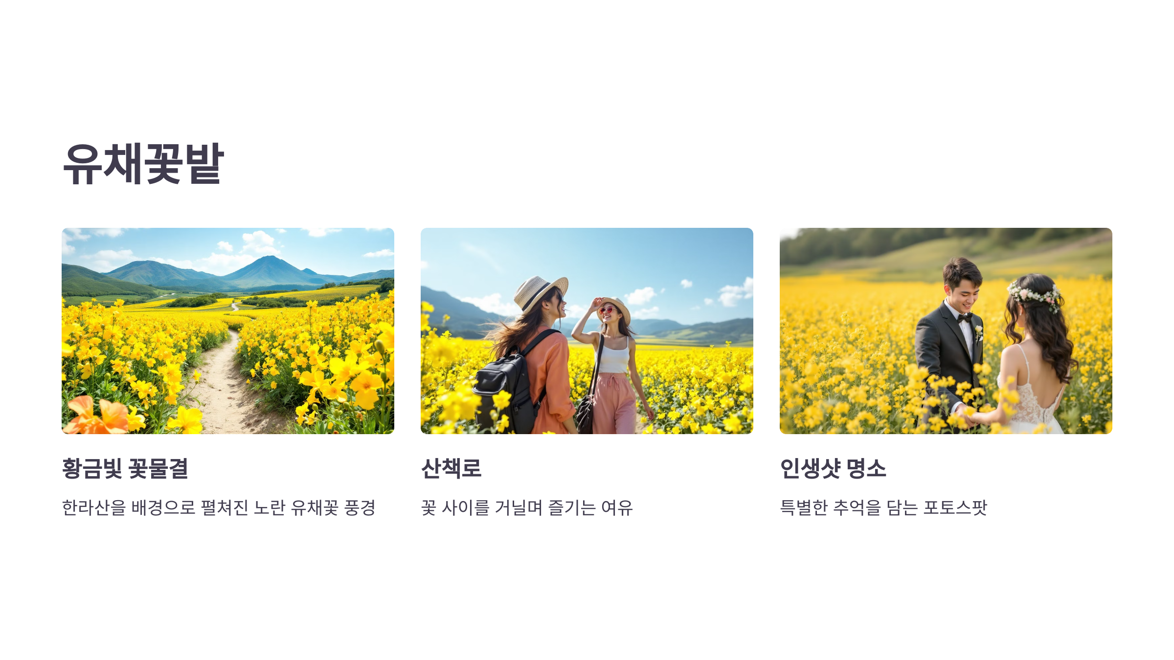 제주의 봄! 휴애리 유채꽃 축제!