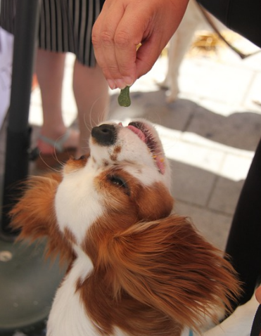 딱딱한 간식 주기