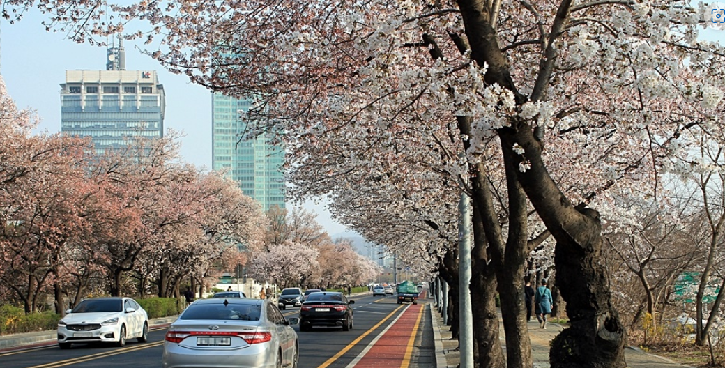 인기 벚꽃길 관련 사진