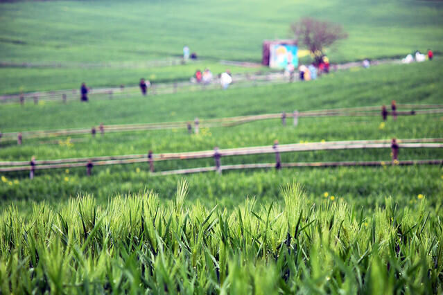 고창 청보리밭 축제