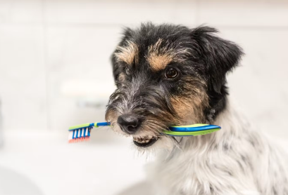 개의 조기발견 팁 치태·치석.