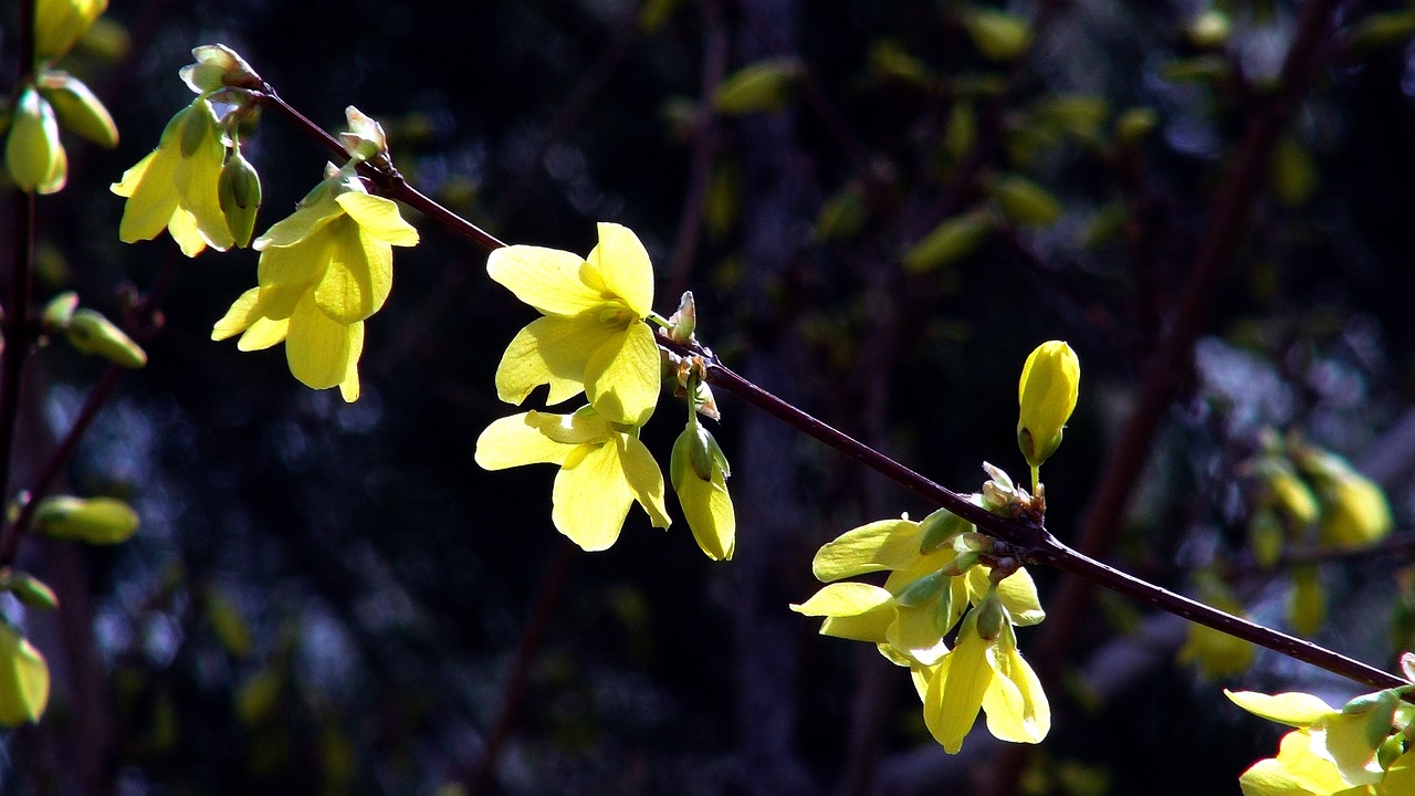 응봉산 개나리 서울 도심에 봄의 향연 여행기
