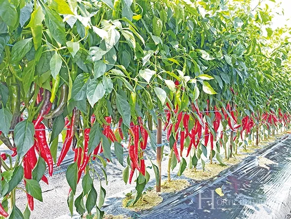고추 재배 모종 고르기 지주 설치 시비 요령_1