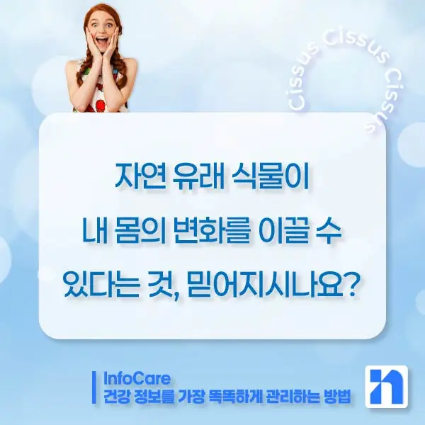 시서스 효능, 다이어트, 복용법