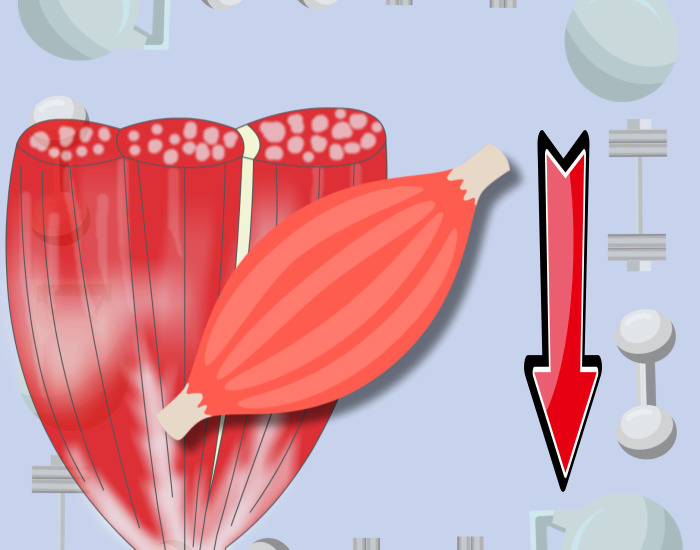 근육량 감소를 그림으로 표현한 모습