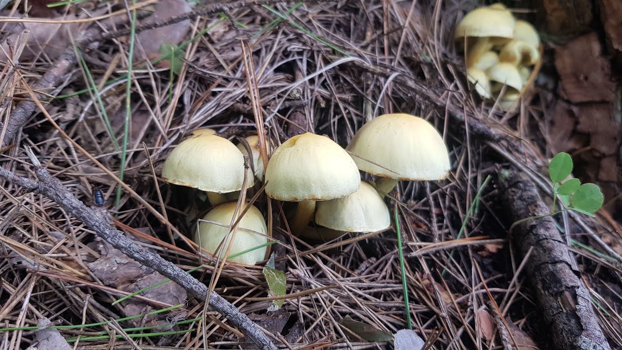 독버섯 노란다발버섯